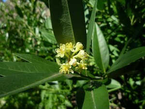 Umbellularia californica flower